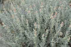 Krascheninnikovia ceratoides